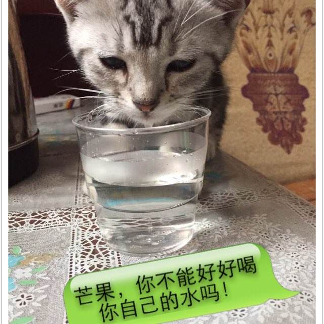 怎么做假意大利护照扫描件
